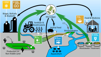 Future Economic and Environmental Impacts of Microalgal Technology